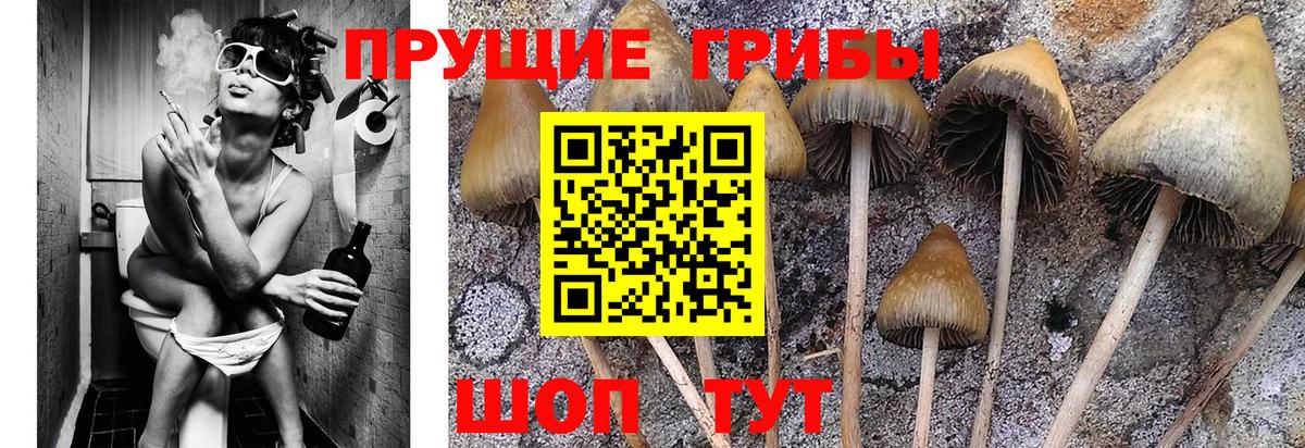 Псилоцибиновые грибы прущие грибы Мончегорск